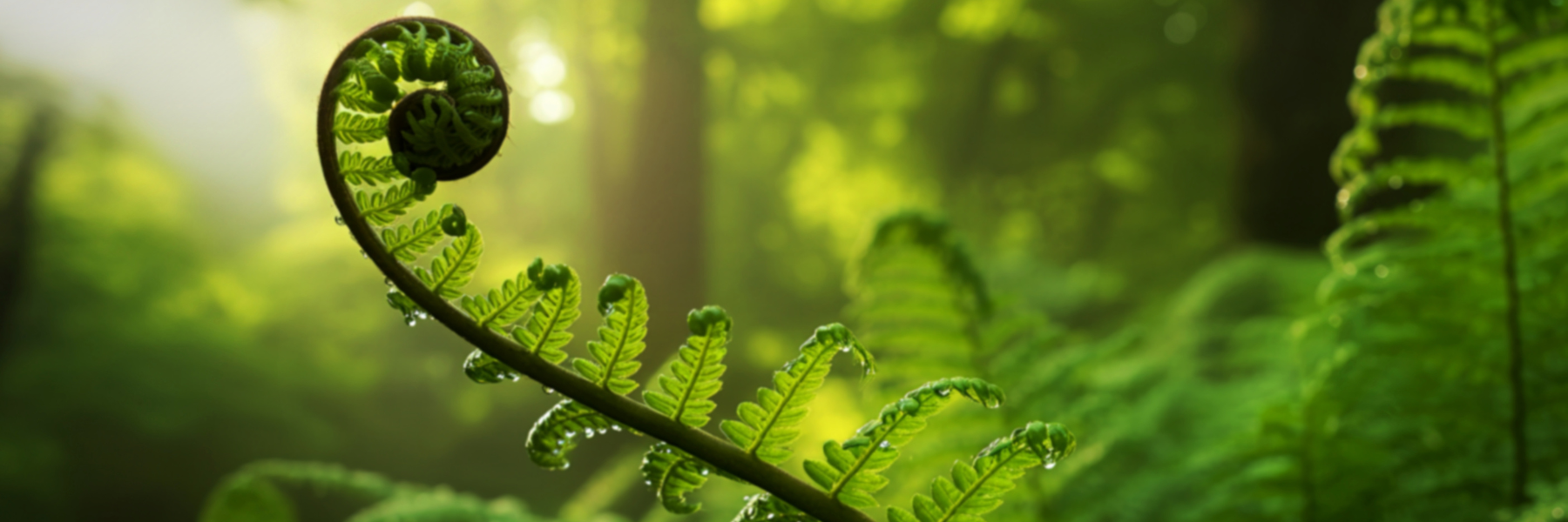 Curled fern unfurling in soft forest sunlight symbolising emotional reset and calm for empaths