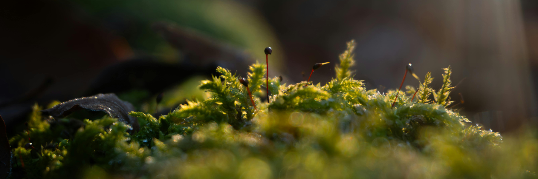 Moss - Empath Starter Kit