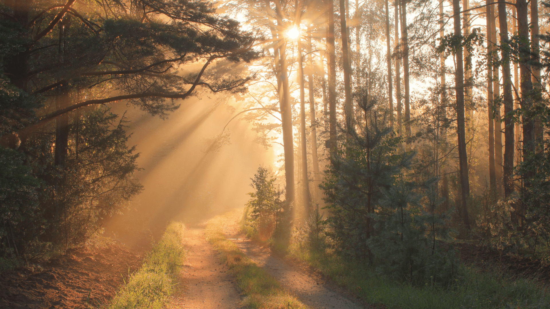 Sunlight filtering through trees along a forest path, representing signs of being an empath and heightened sensitivity.