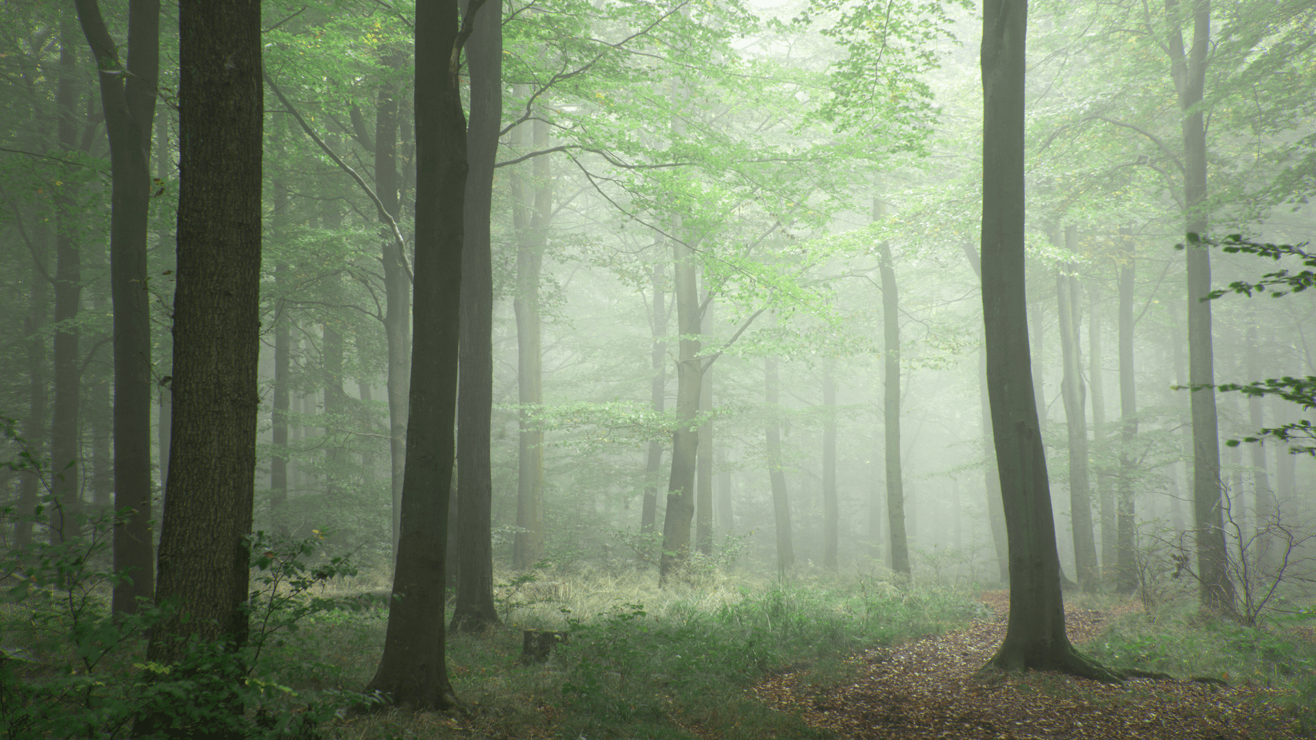 Misty green forest image for Am I an Empath test, suggesting calm self-reflection.