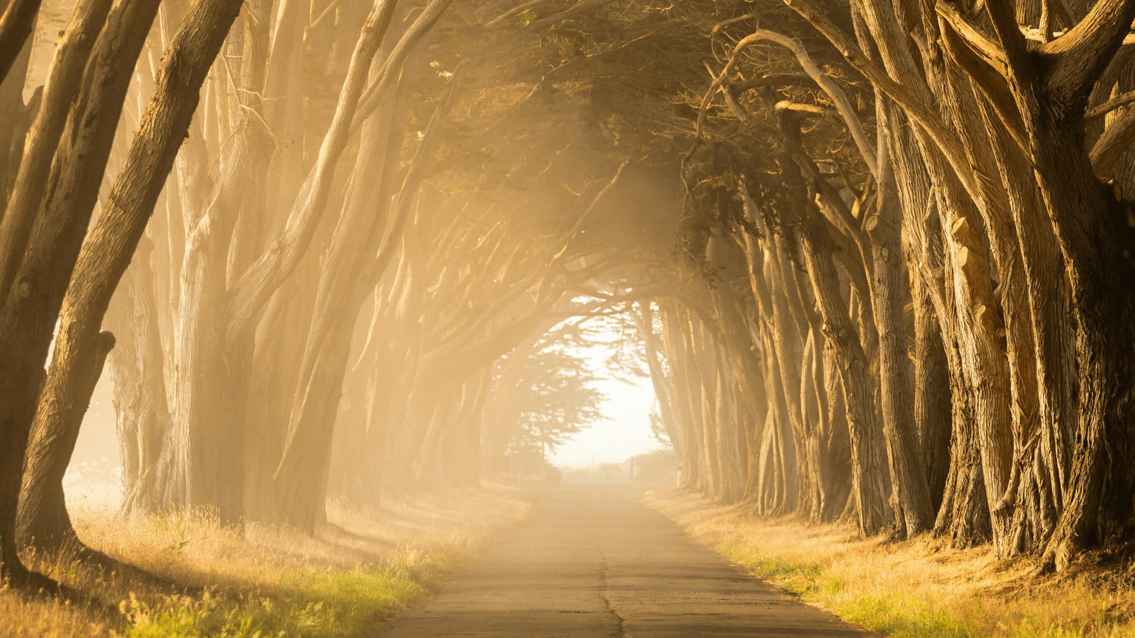 Tree-lined path forming a natural boundary, symbolising setting boundaries that stick and emotional stability