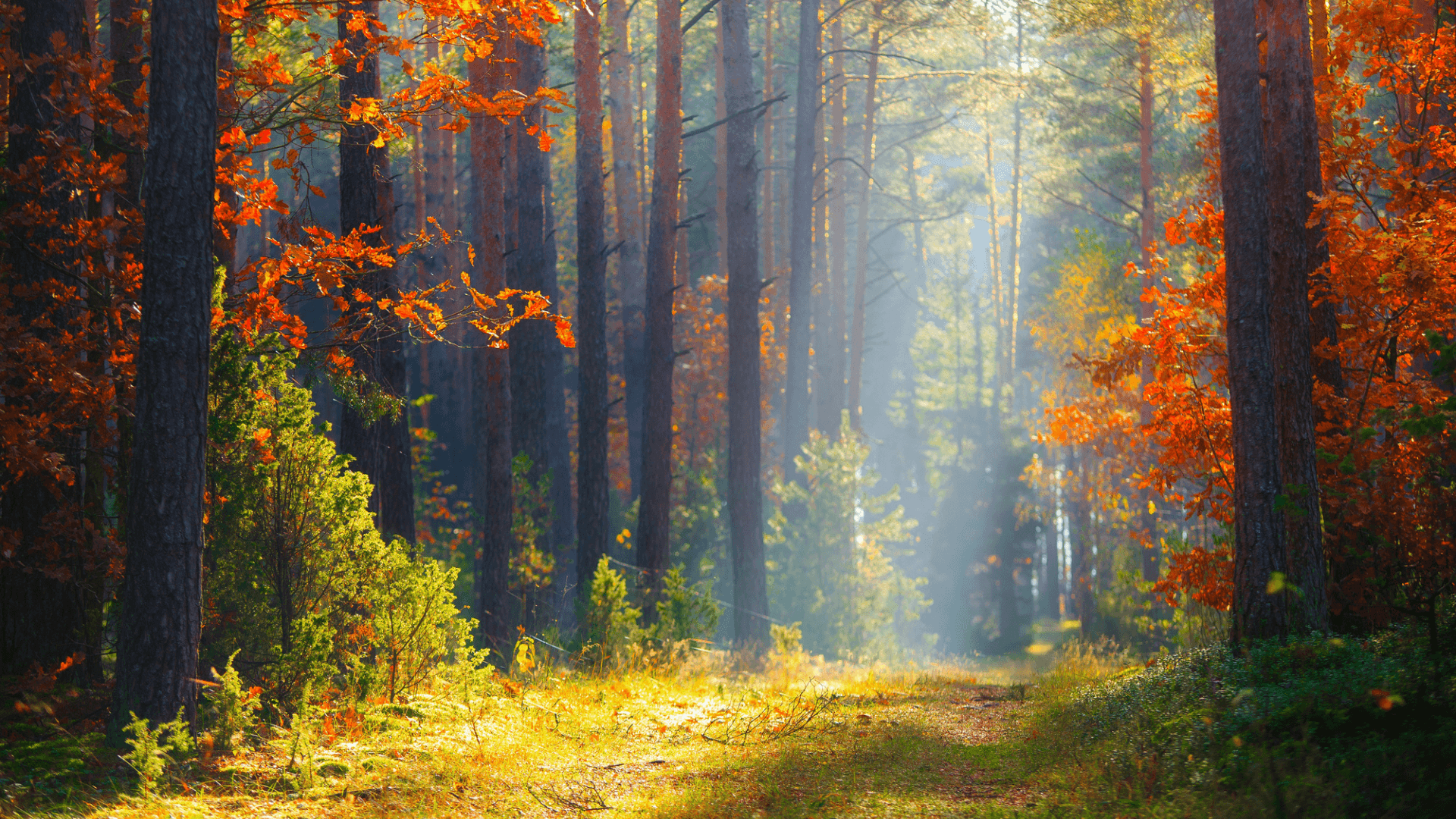 Sunlit forest path through autumn trees, symbolising a gentle journey into shadow work and self-discovery